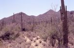 PICTURES/Tucson Area - Saguaro Natl Park, Sabino Canyon & San Xavier/t_Park1.jpg